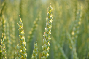 Bread wheat eares in the field.