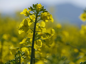 flowering oilseed rape.