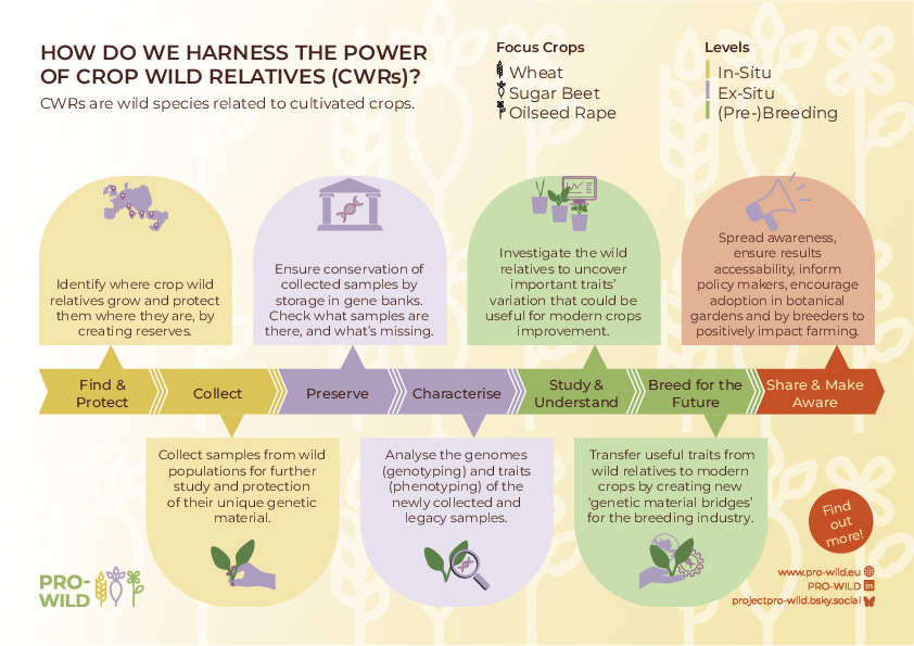Overview infographic showing the processes in PRO-WILD.