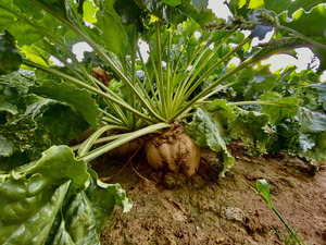 sugar beet plant in the field.