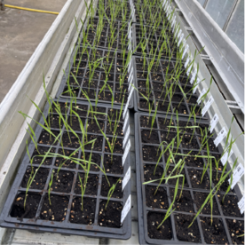 Wheat introgression lines in the greenhouse.