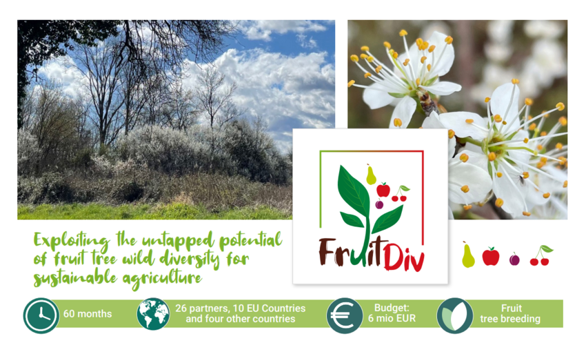 FruitDiv poster on sustainable agriculture using wild fruit tree diversity.