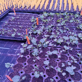 Brassica accessions in the greenhouse.